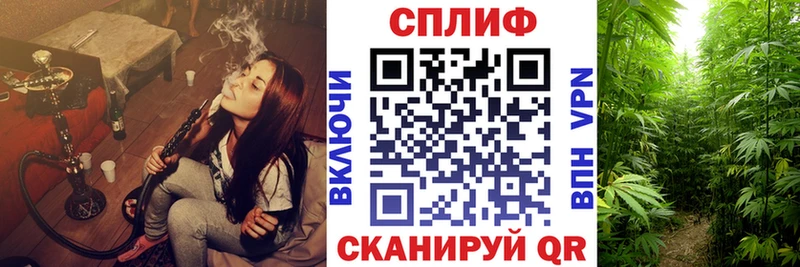 Конопля MAZAR  Зуевка 